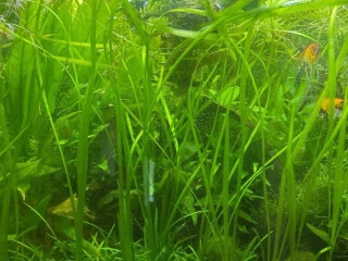 vallisneria-spiralis