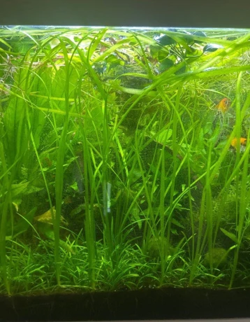 vallisneria-spiralis-big-0