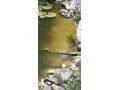 jazierkove-ryby-small-0