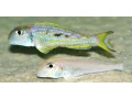 xenotilapia-singularis-kalya-small-0