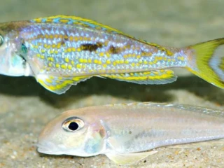 xenotilapia-singularis-kalya