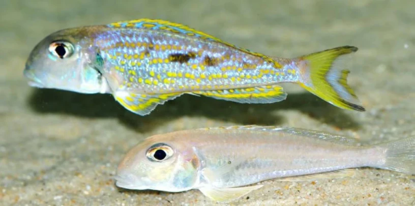 xenotilapia-singularis-kalya-big-0
