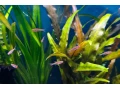 rasbora-skvrnochvostova-boraras-uropthalmoides-small-0