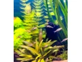 rasbora-skvrnochvostova-boraras-uropthalmoides-small-1