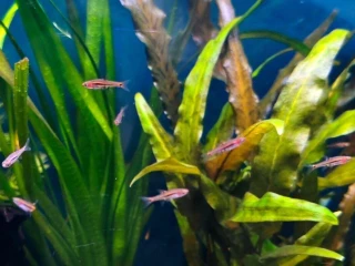 rasbora-skvrnochvostova-boraras-uropthalmoides