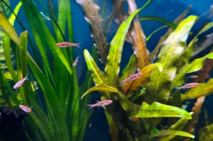 rasbora-skvrnochvostova-boraras-uropthalmoides-big-0