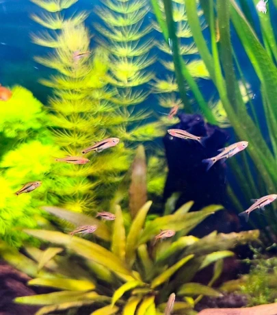 rasbora-skvrnochvostova-boraras-uropthalmoides-big-1