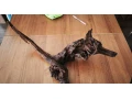 koren-dark-wood-small-2