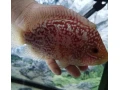 flowerhorn-firemans-dream-small-0