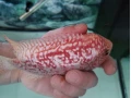 flowerhorn-firemans-dream-small-1
