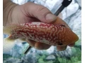 flowerhorn-firemans-dream-small-2
