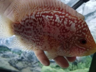 flowerhorn-firemans-dream
