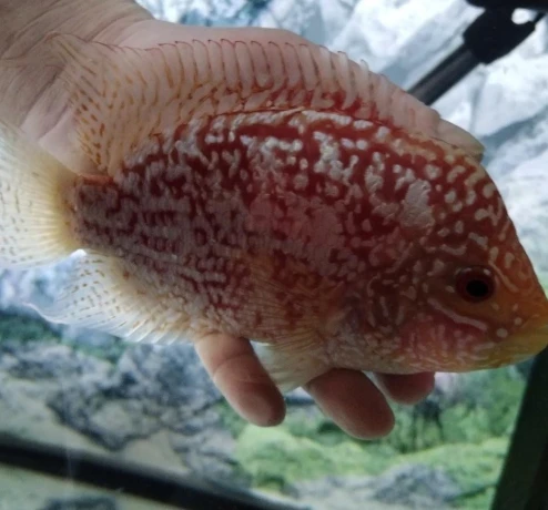 flowerhorn-firemans-dream-big-0