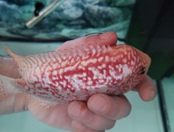 flowerhorn-firemans-dream-big-1