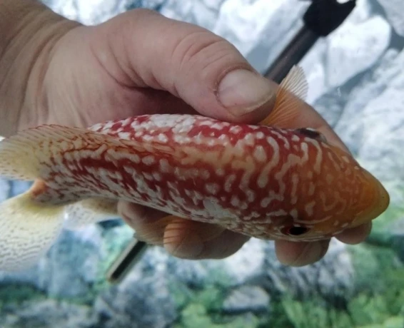 flowerhorn-firemans-dream-big-2