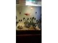 prisavniky-rybky-small-1