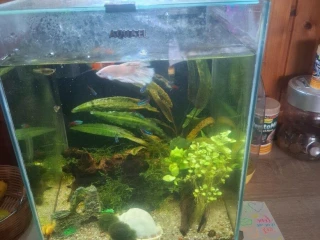 akvarium