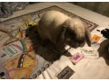 adoptujeme-samicku-kralika-small-4
