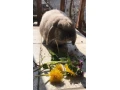 adoptujeme-samicku-kralika-small-3