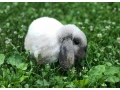 adoptujeme-samicku-kralika-small-0