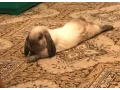 adoptujeme-samicku-kralika-small-2