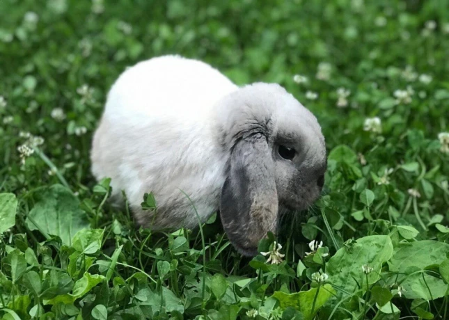 adoptujeme-samicku-kralika-big-0
