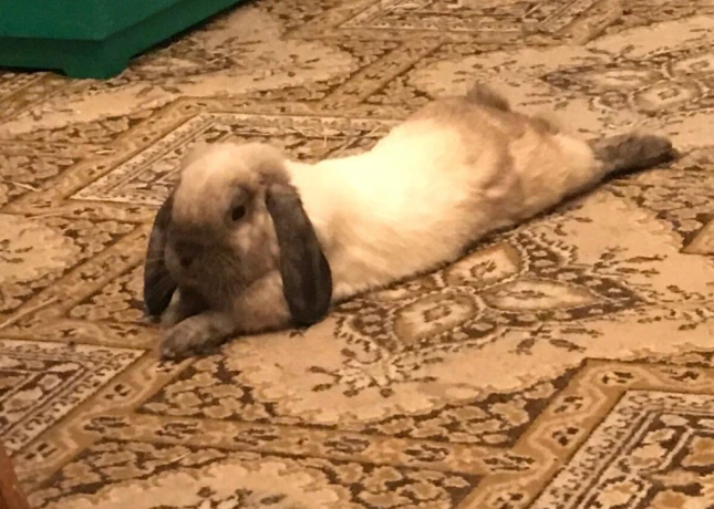 adoptujeme-samicku-kralika-big-2