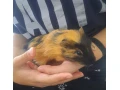 morske-prasiatko-small-0