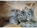 cincila-small-1