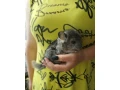 cincila-small-0