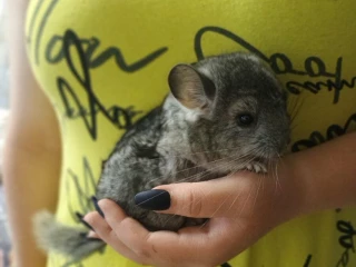 cincila