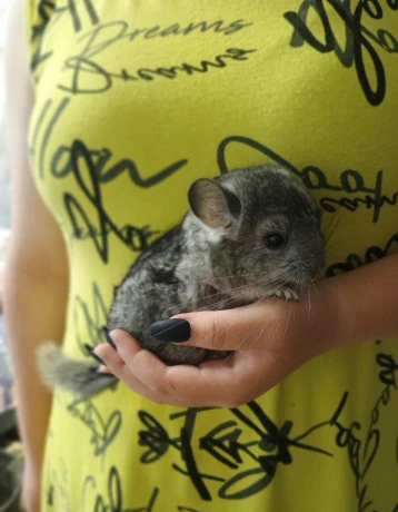 cincila-big-0