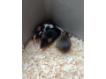 mys-small-1