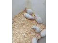 mysi-small-0