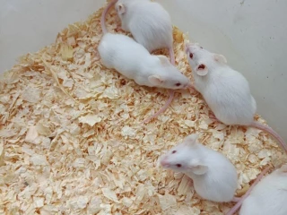 mysi
