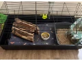 zakrsly-kralik-small-1