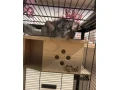 predam-cincilku-small-0
