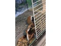 morca-morcata-morske-prasiatka-small-3