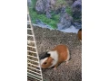 morca-morcata-morske-prasiatka-small-0