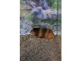 morca-morcata-morske-prasiatka-small-1