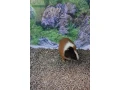 morca-morcata-morske-prasiatka-small-2
