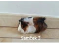 morcata-morcamorske-prasiatkamorske-prasiatko-small-2