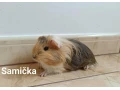 morcata-morcamorske-prasiatkamorske-prasiatko-small-3