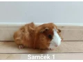 morcata-morcamorske-prasiatkamorske-prasiatko-small-0
