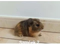 morcata-morcamorske-prasiatkamorske-prasiatko-small-1