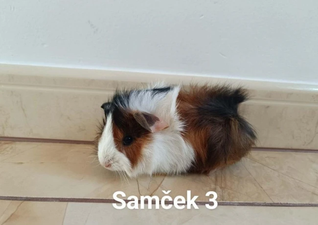 morcata-morcamorske-prasiatkamorske-prasiatko-big-2