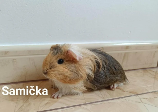 morcata-morcamorske-prasiatkamorske-prasiatko-big-3