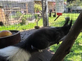 vevericka-japonska-sciurus-lis