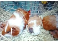mlade-morciatka-small-0