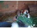 mlade-morciatka-small-1